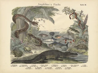 Amphibien und Fische, um 1860